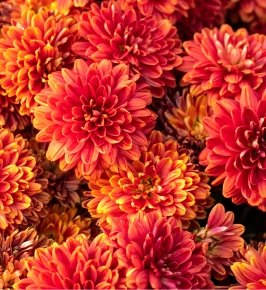 Chrysantheme