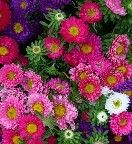 Herbstastern