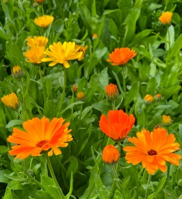 Ringelblume